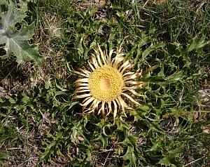 Une superbe cardabelle, ses feuilles encore vertes 